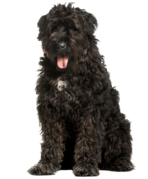 Bouvier des Flandres