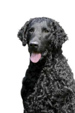 Curly-Coated Retriever