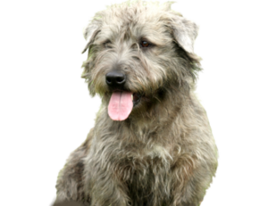 Irish Glen of Imaal Terrier