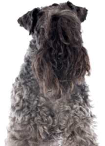 Kerry Blue Terrier