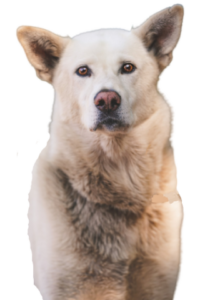 Korea Jindo Dog