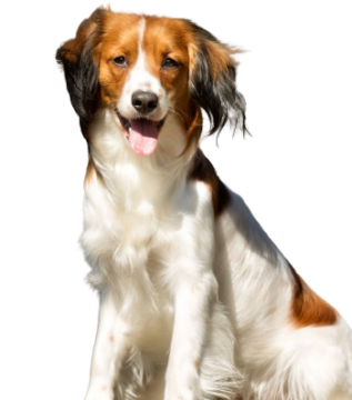 Nederlandse Kooikerhondje