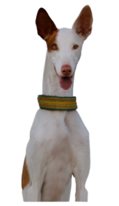 Podenco Ibicenco