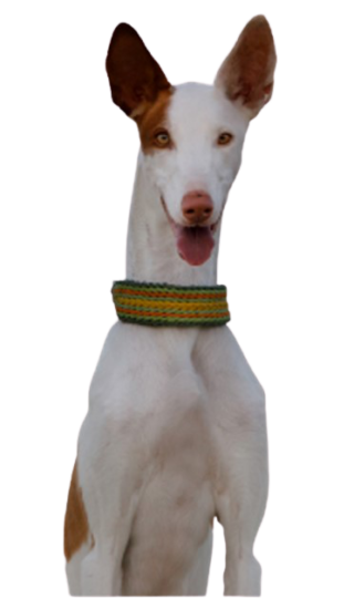 Podenco Ibicenco