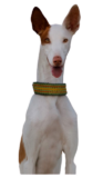 Podenco Ibicenco