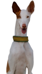 Podenco Ibicenco