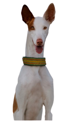 Podenco Ibicenco