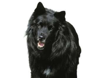 Schwedischer Lapphund