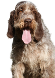 Spinone Italiano