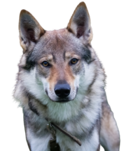 Tschechoslowakischer Wolfhund