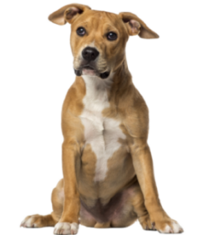 American Staffordshire Terrier