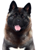 Amerikanischer Akita