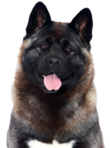 Amerikanischer Akita