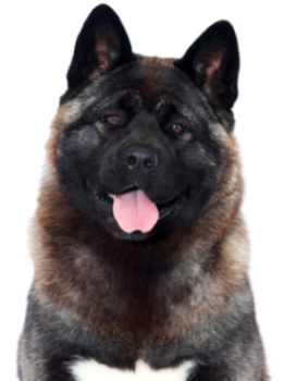 Amerikanischer Akita