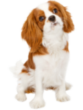 Cavalier King Charles Spaniel