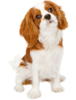 Cavalier King Charles Spaniel