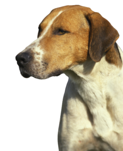 English Foxhound