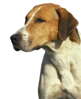 English Foxhound