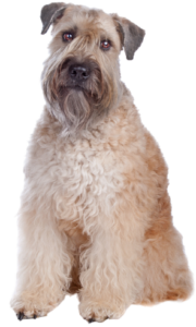 Irish Soft Coated Wheaten Terrier