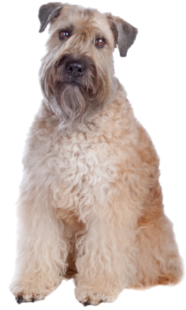 Irish Soft Coated Wheaten Terrier