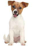 Jack Russell Terrier