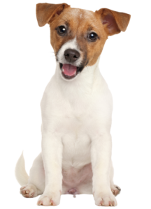 Jack Russell Terrier