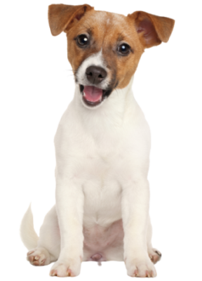 Jack Russell Terrier