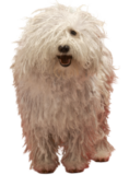 Komondor