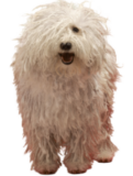 Komondor