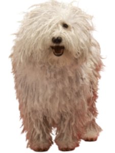 Komondor