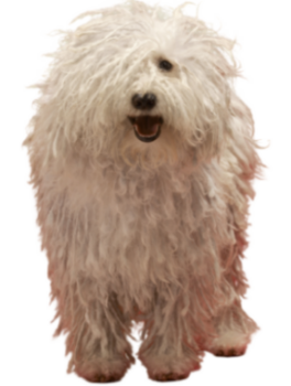 Komondor