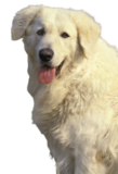 Kuvasz