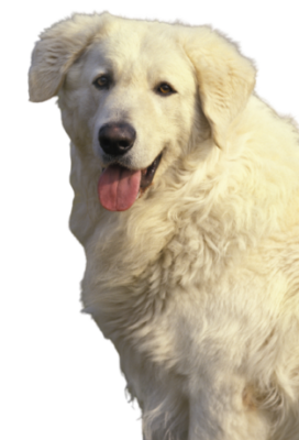 Kuvasz