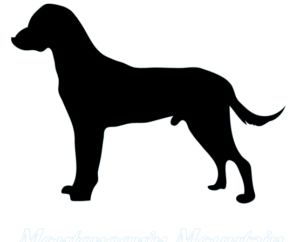 Montenegrinischer Gebirgslaufhund