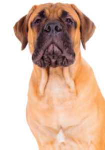 Bullmastiff