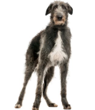 Deerhound