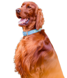 Irish Red Setter