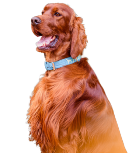 Irish Red Setter