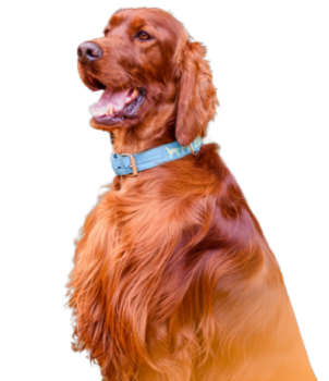 Irish Red Setter