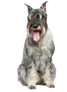 Schnauzer (Mittelschnauzer)