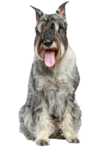 Schnauzer (Mittelschnauzer)