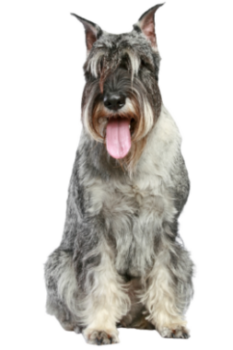 Schnauzer (Mittelschnauzer)