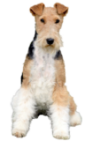 Foxterrier (Drahthaar)