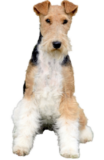 Foxterrier (Drahthaar)