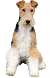 Foxterrier (Drahthaar)