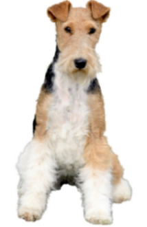 Foxterrier (Drahthaar)