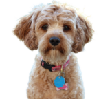 Cavapoo