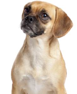 Puggle