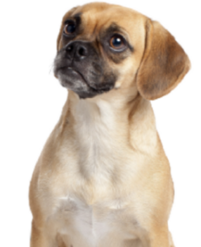 Puggle